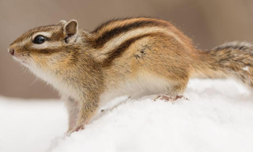 上川岛战地迷有限公司轮播图1